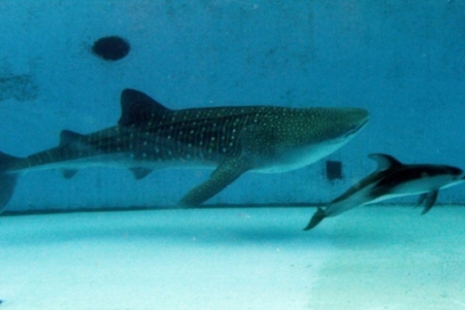 Declive de população de tubarões danifica recifes, segundo estudo