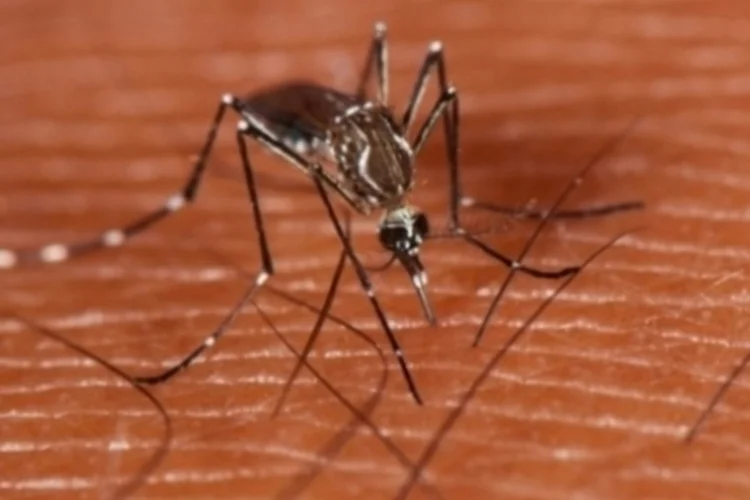 Aedes (Wikimedia Commons)