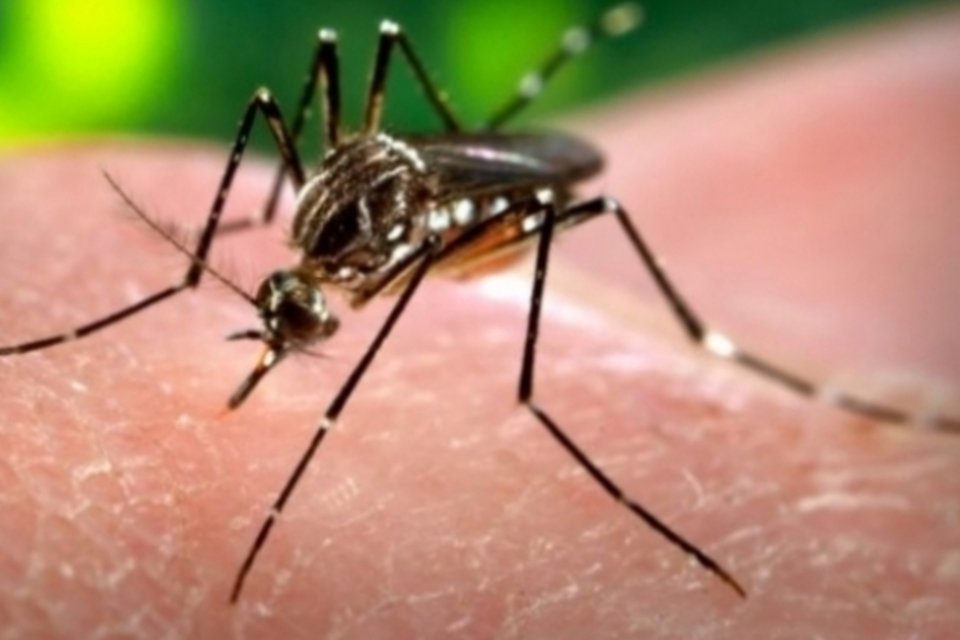 Mais três pessoas morrem por dengue na cidade de São Paulo