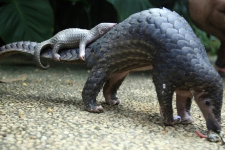 Pangolin e seu filhote (Associated Press / Firdia Lisnawati)