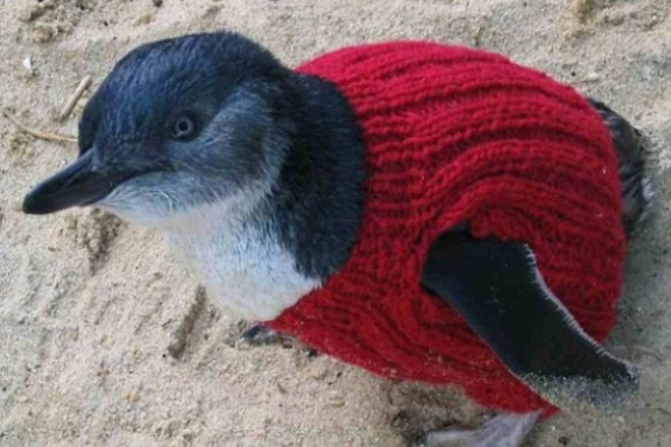 Grupos de ambientalistas tricotam minissuéteres para pinguins