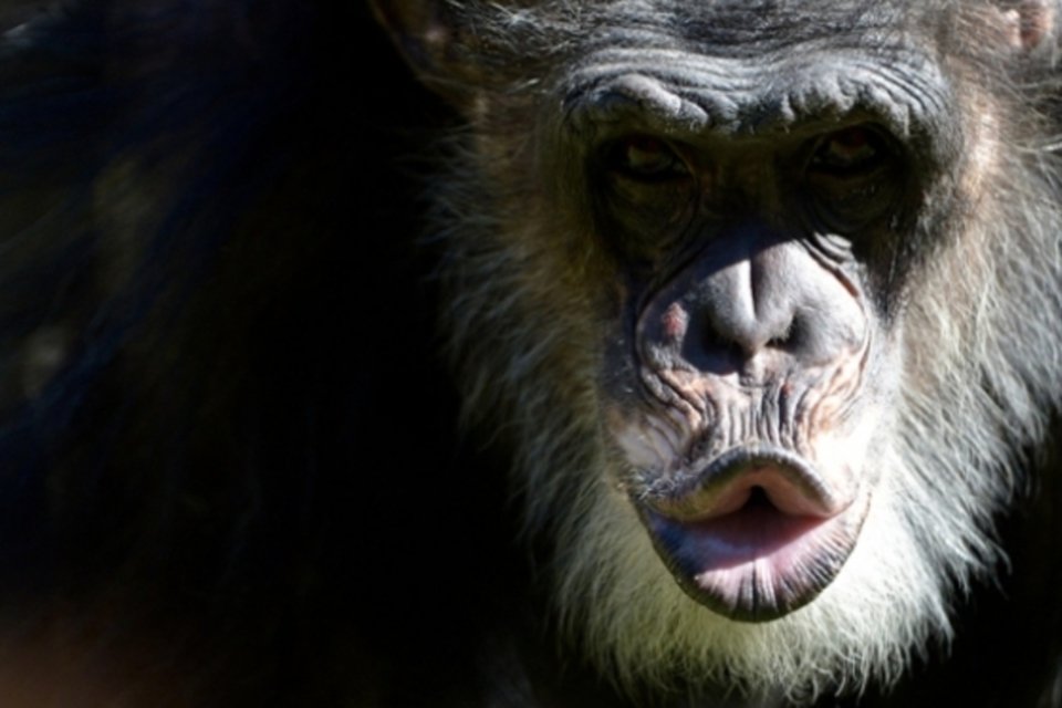 Ancestral humano parecia menos com chimpanzé do que se pensava