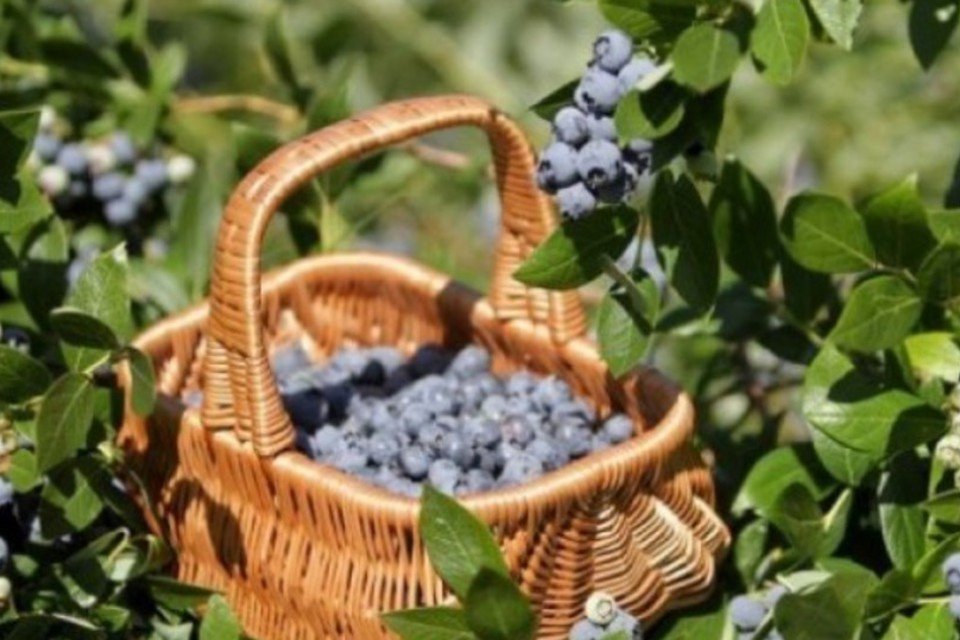 Comer frutas e evitar sucos industrializados previne diabetes