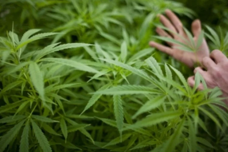 maconha (Getty Images)