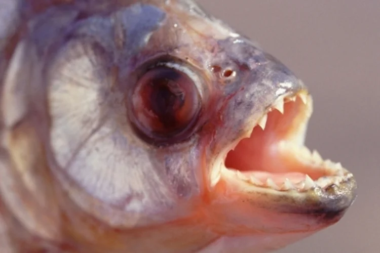 Piranha (FABIO COLOMBINI)