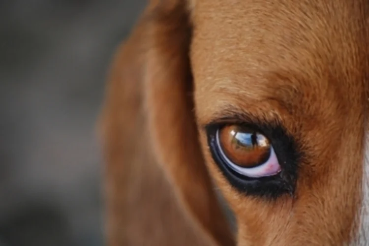 beagle (sxc.hu)