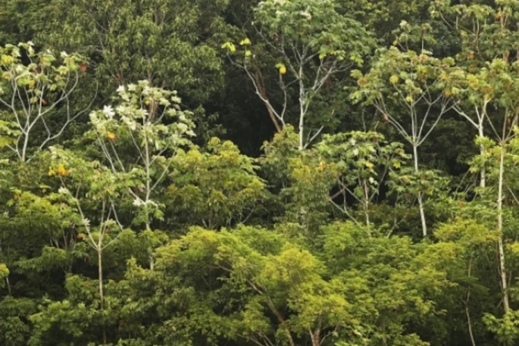 Floresta Amazônica (Mario Tama/Getty Images)