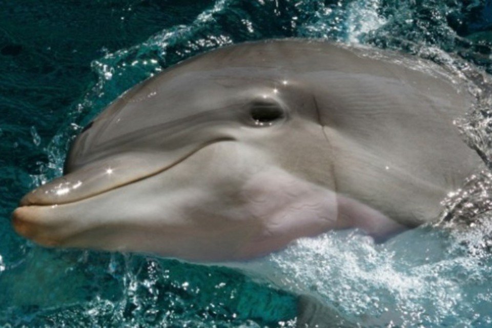 Golfinhos se chamam pelo "nome", diz estudo