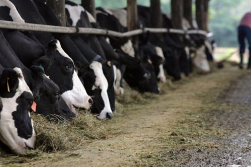 Arábia Saudita veta compra de carne brasileira por caso de vaca louca