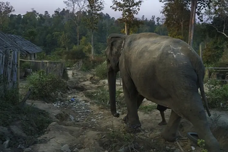 Elefante (Getty Images)