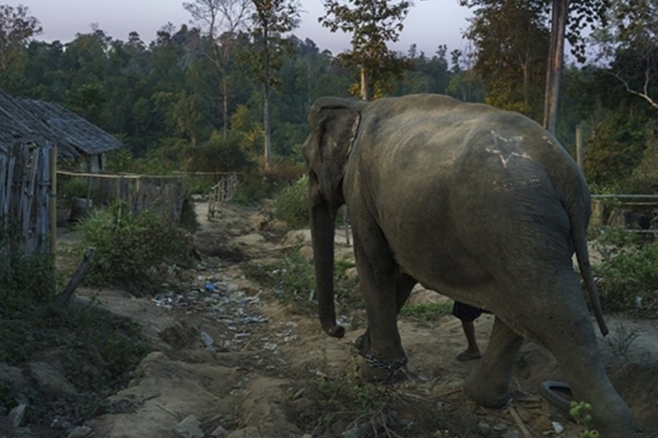 Elefantes asiáticos são capazes de se consolar em momentos de angústia