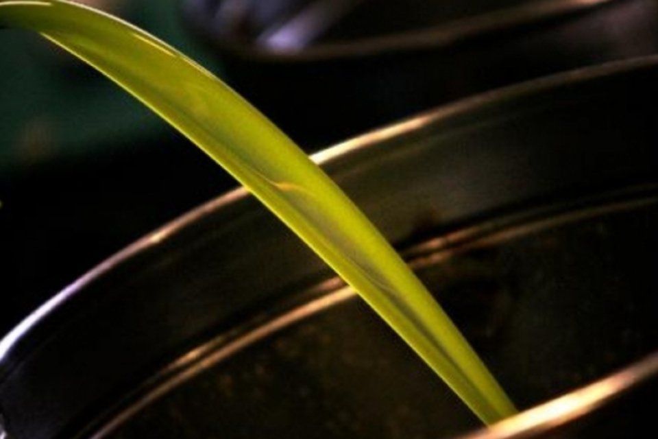 Cientistas descobrem por que azeite de oliva reduz pressão arterial