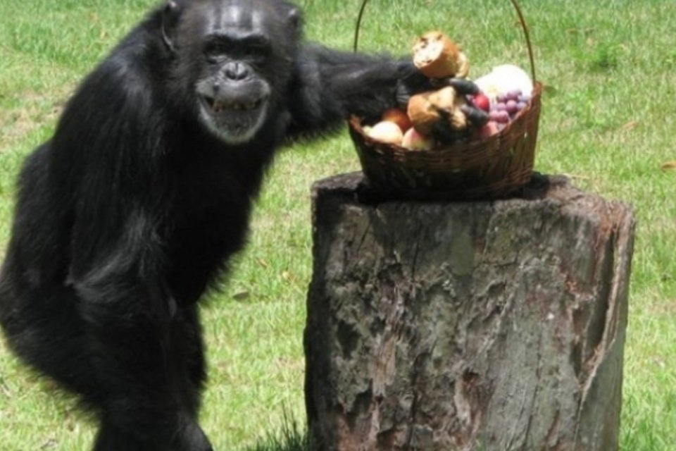 Animais do zoo do Rio ganham ceia de natal