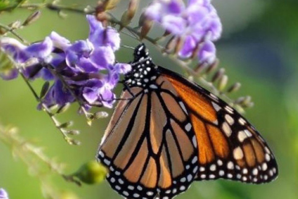 Corte ilegal de árvores e herbicidas ameaçam borboletas