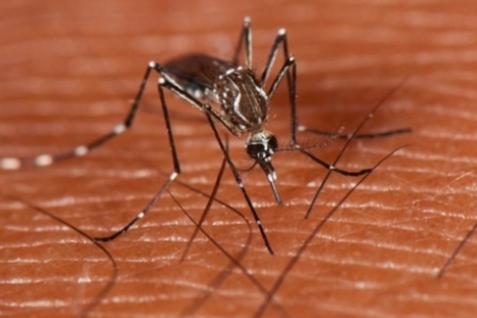 Ministério da Saúde divulga mapa da dengue no país