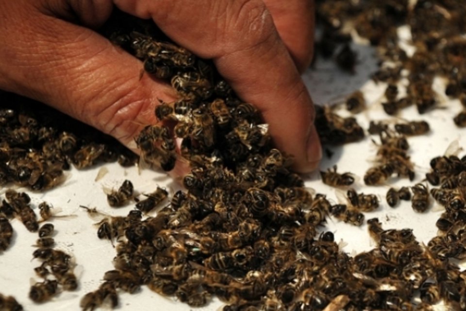 Tribunal polonês condena mulher por matar 2 milhões de abelhas