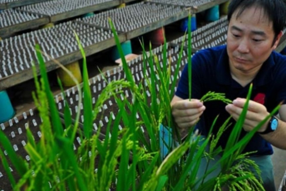 Cientistas descobrem gene do 'super-arroz'