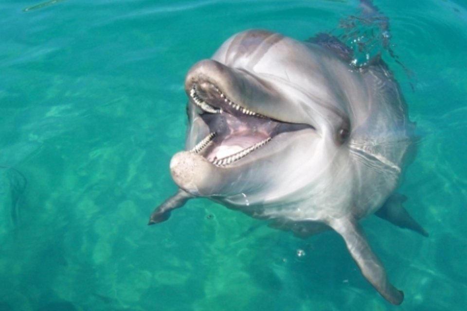 Golfinhos inspiram dispositivo de resgate por radar