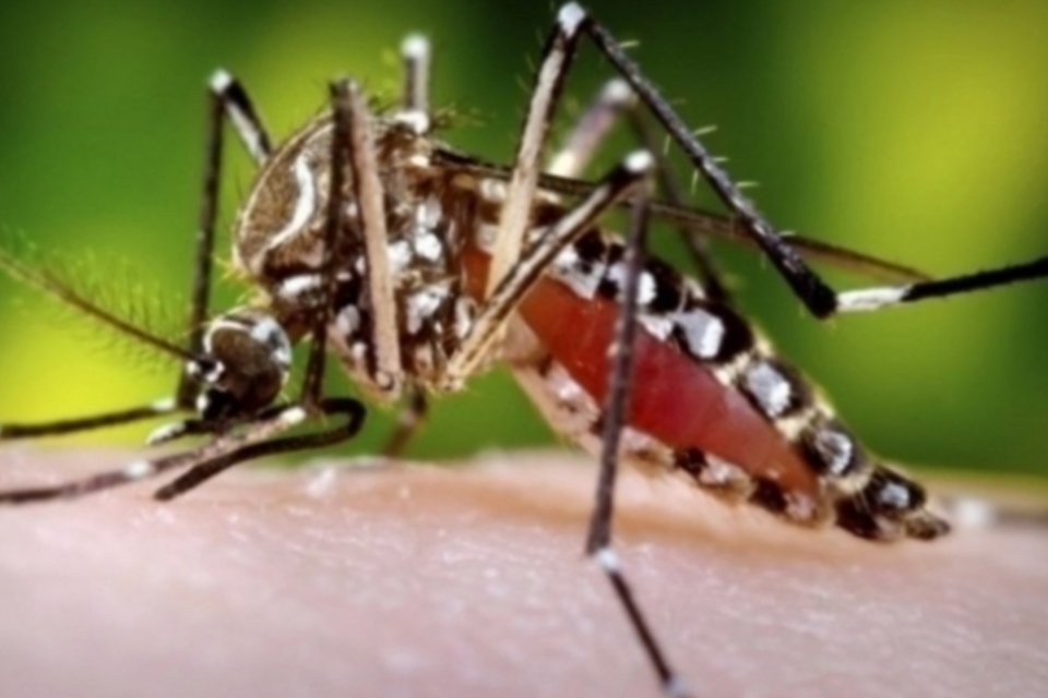 Epidemia de dengue já causou uma morte em Campinas