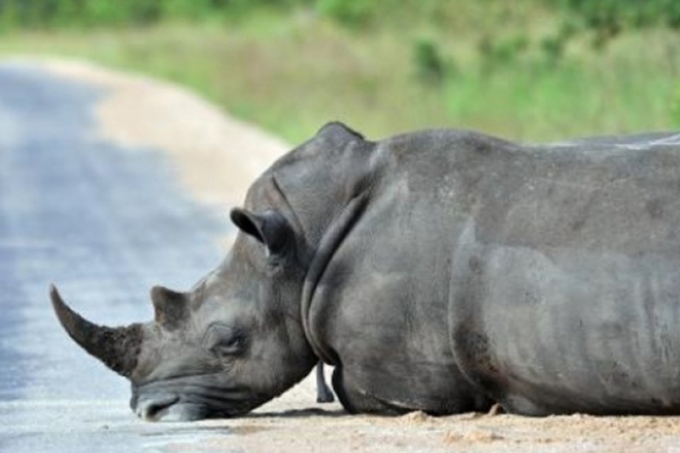 África do Sul retira rinocerontes do Parque Kruger para evitar caça