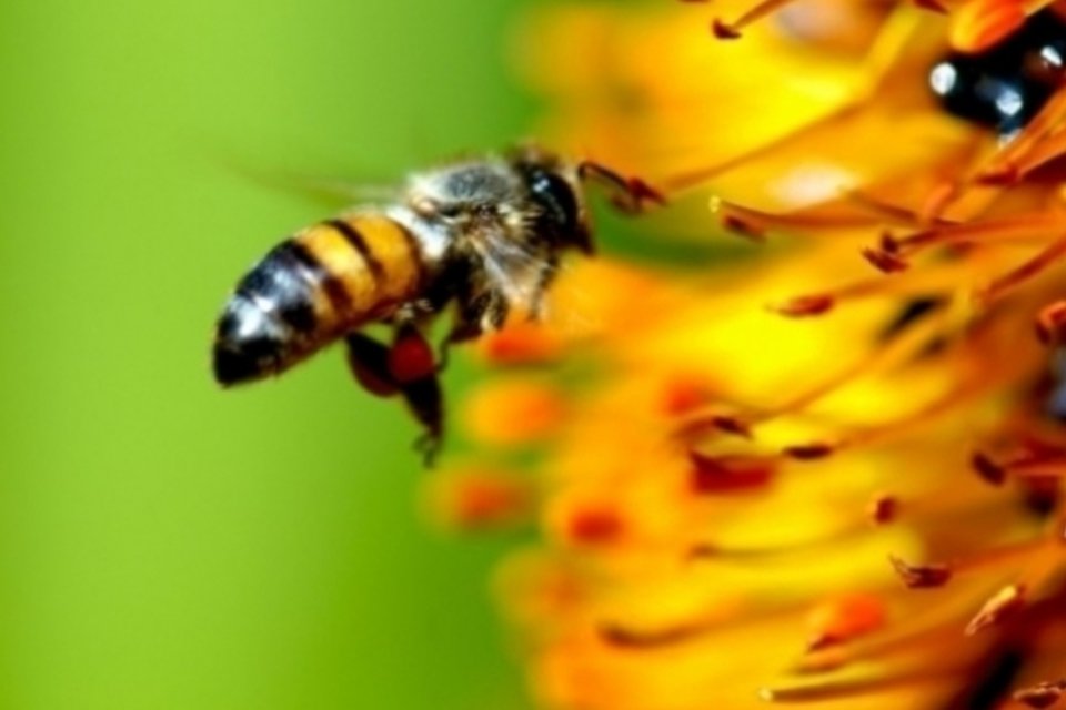 Brasileiros estudam comportamento de abelhas com microssensores