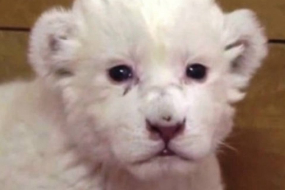 Nasce filhote de leão branco, ameaçado de extinção
