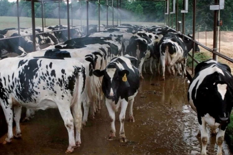 vaca louca (Getty Images)