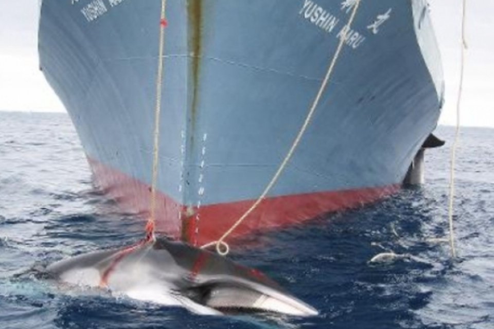 Comissão Baleeira endurece critérios para caça científica