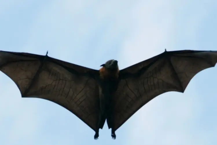 Morcego: mulher não teria procurado tratamento médico depois de ser mordida (foto/Getty Images)
