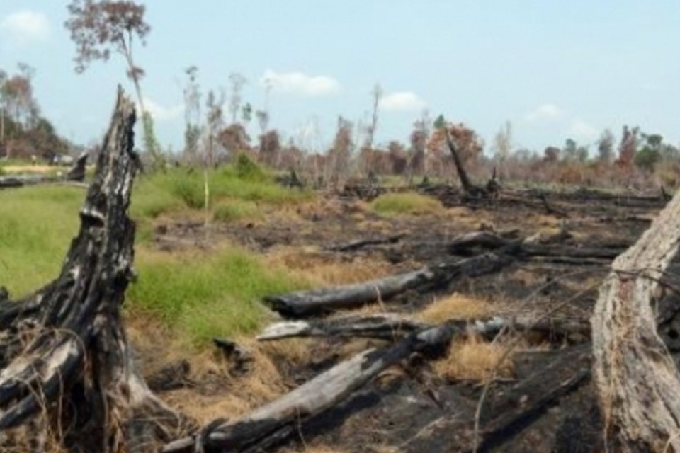 Código reduziu reflorestamento obrigatório, diz Science