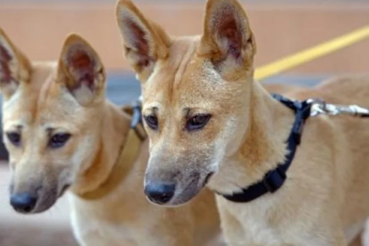 cão selvagem (©afp.com / Greg Wood)