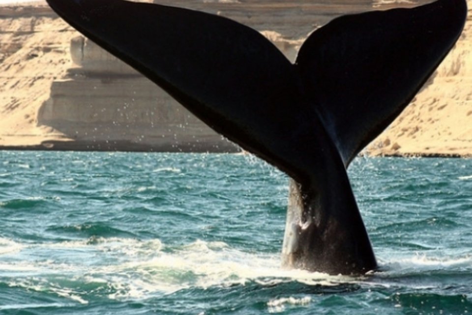 Cocô de baleia pode ajudar a combater as mudanças climáticas