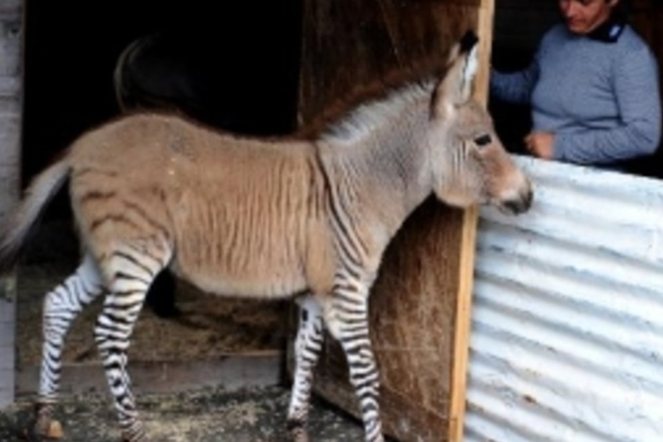 Cruzamento de zebra e asno, 'zebrasno' atrai curiosos em Florença