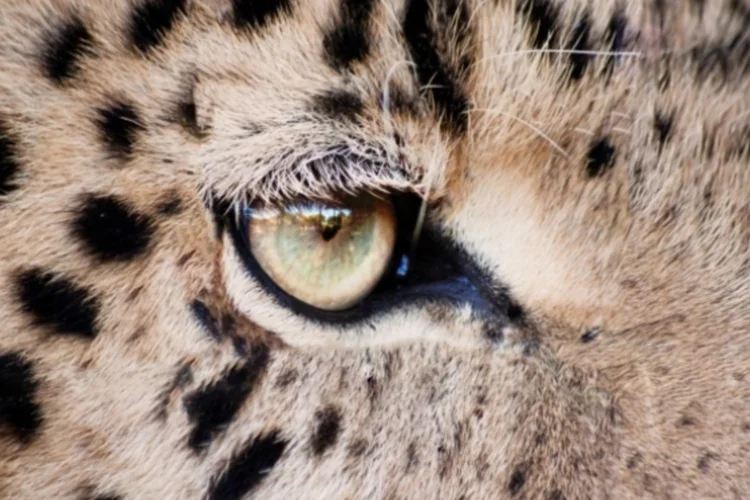 tigre (sxc.hu)