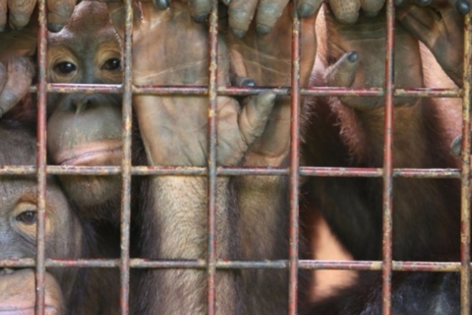 Orangotangos são vítimas de prostituição na Ásia