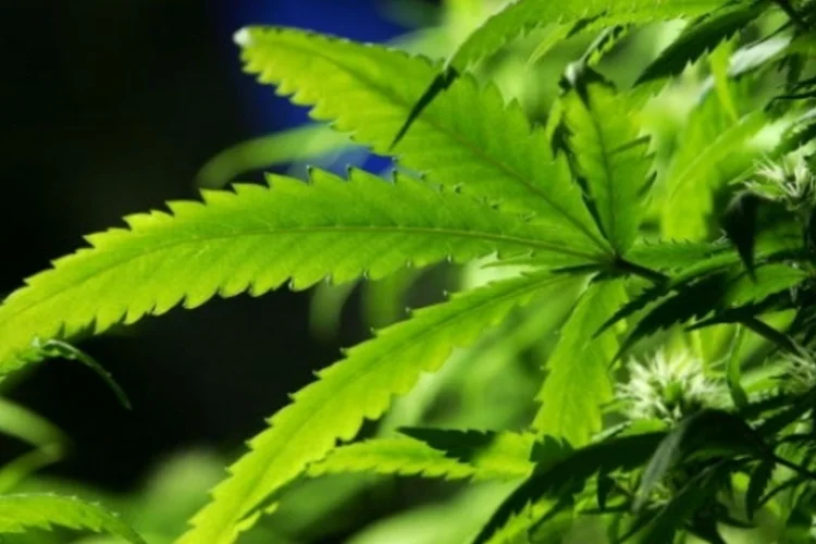 maconha (Getty Images)