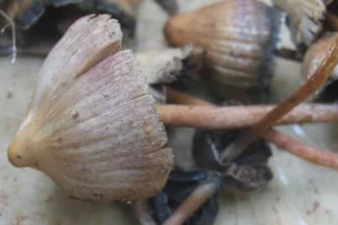 Australiana é condenada por matar sogros com cogumelos venenosos
