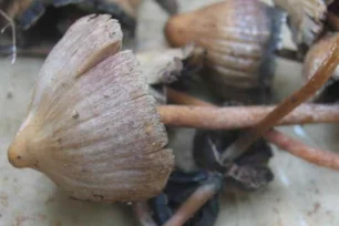 Imagem referente à matéria: Australiana é condenada por matar sogros com cogumelos venenosos
