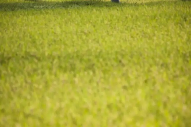 arroz fukushima (Getty Images)