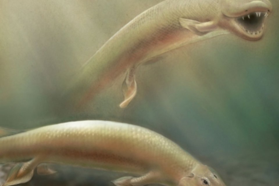 Elo perdido entre peixes e animais terrestres questiona evolução