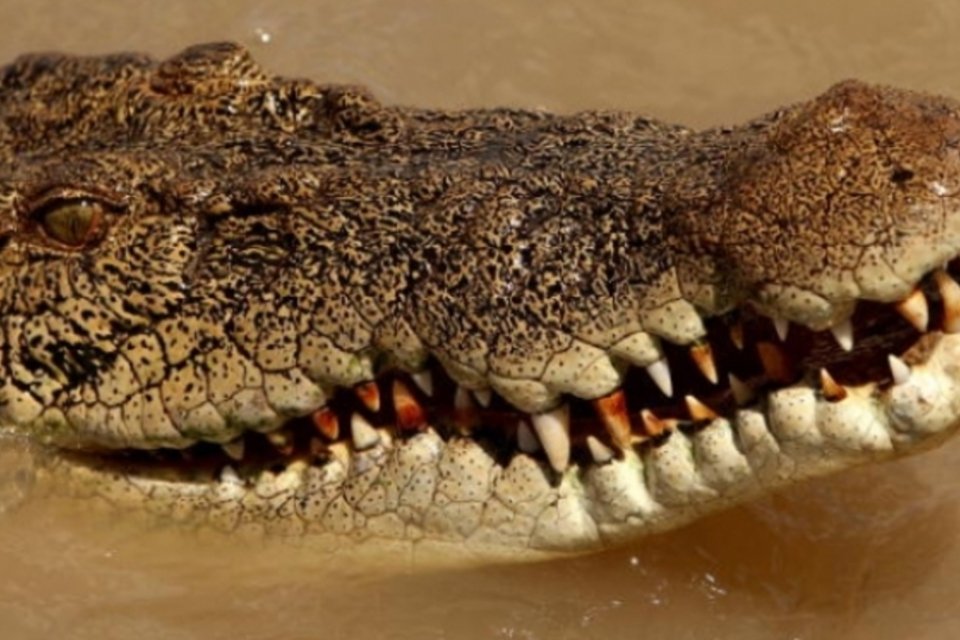 Crocodilos são encontrados em piscina pública na Austrália