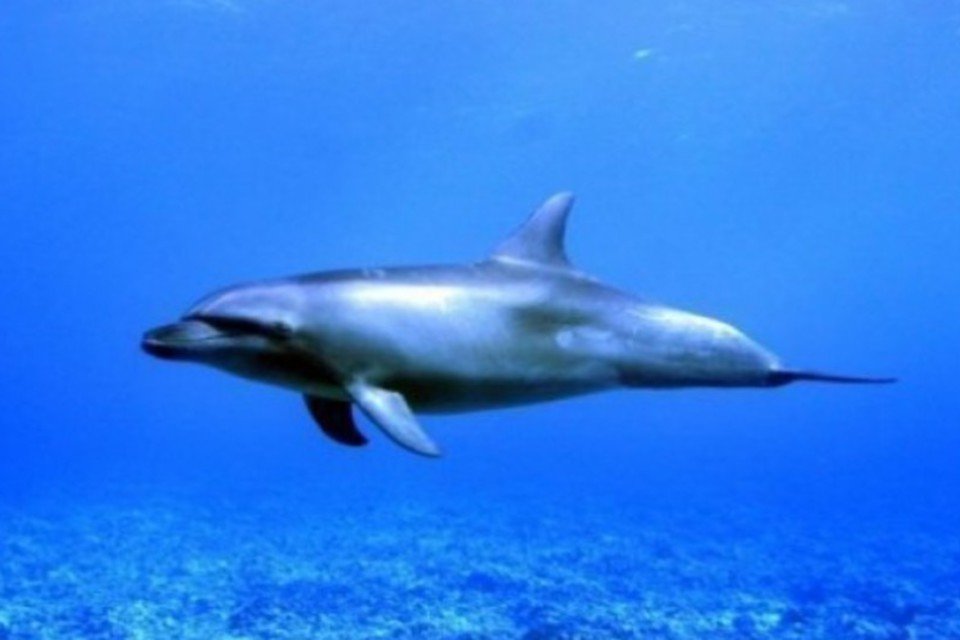 Golfinhos têm memória de elefante, diz estudo