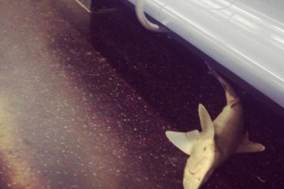 Mistério de tubarão em metrô de NY é resolvido