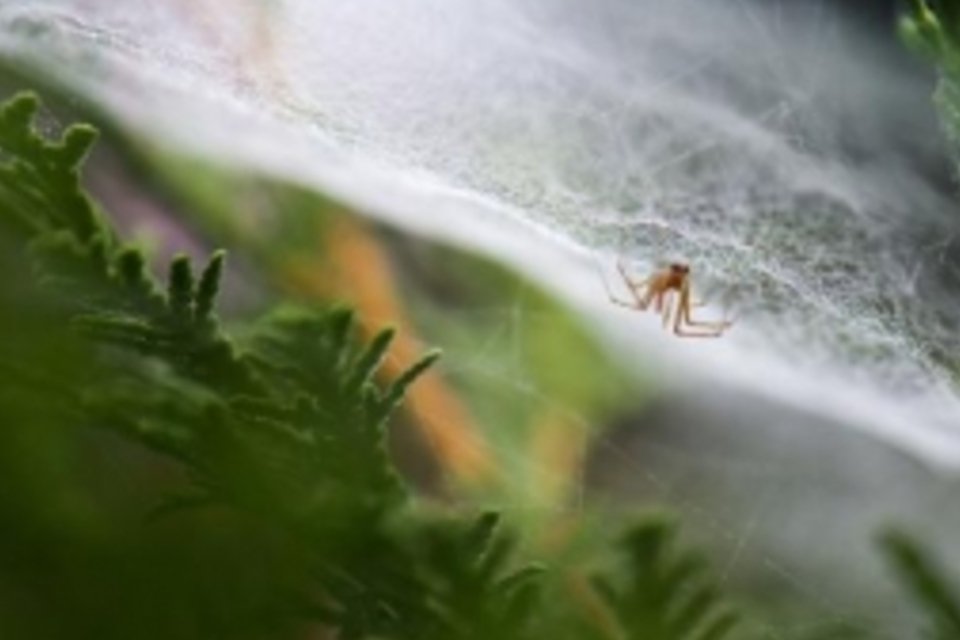 Super teia de aranha abre caminho para nanodispositivos médicos