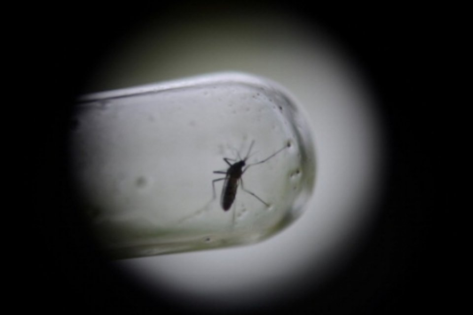 Vacina brasileira contra dengue será testada em outubro