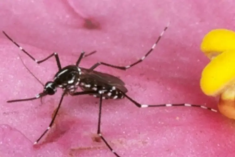 dengue (Getty Images)