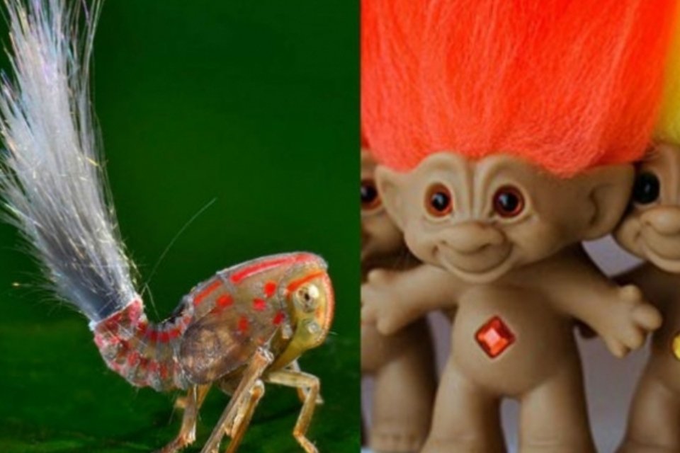Cientistas descobrem inseto "cabeludo" parecido com um Troll Doll