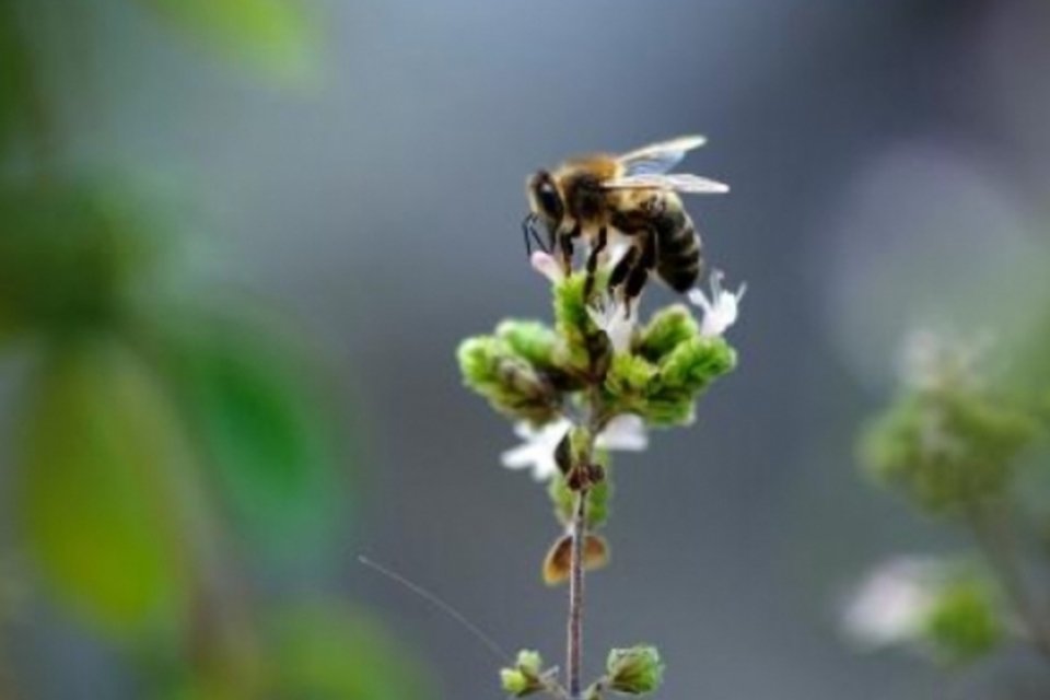 Abelhas podem estar levando doenças às primas silvestres