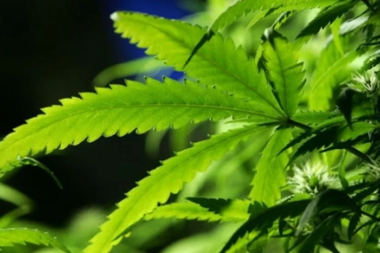 maconha (Getty Images)