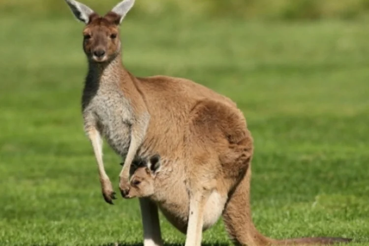 canguru (Getty Images)